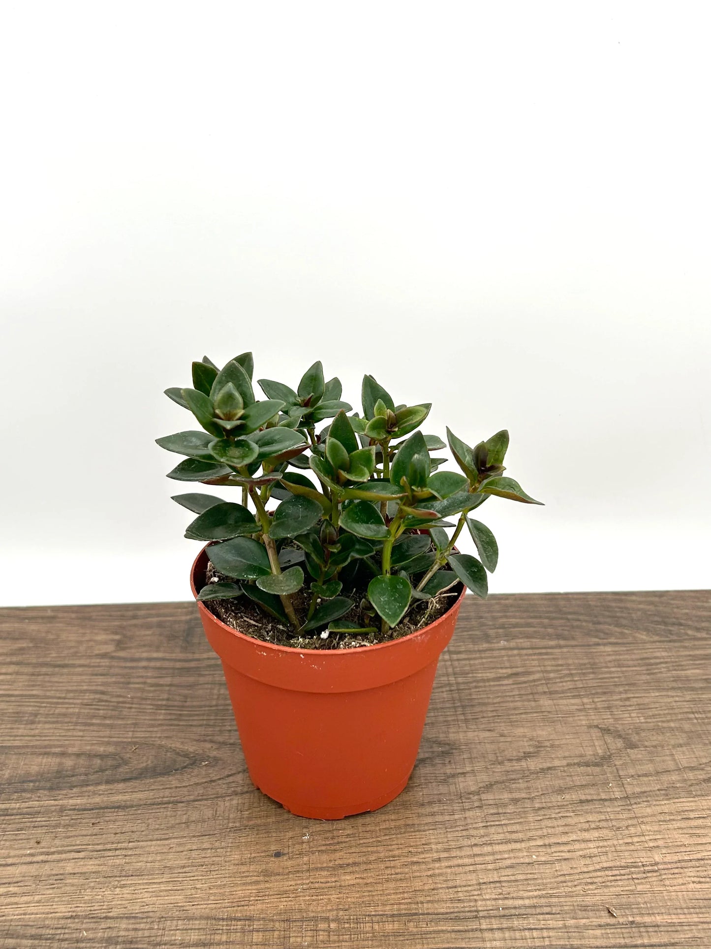 Goldfish Plant - Nematanthus Gregarius
