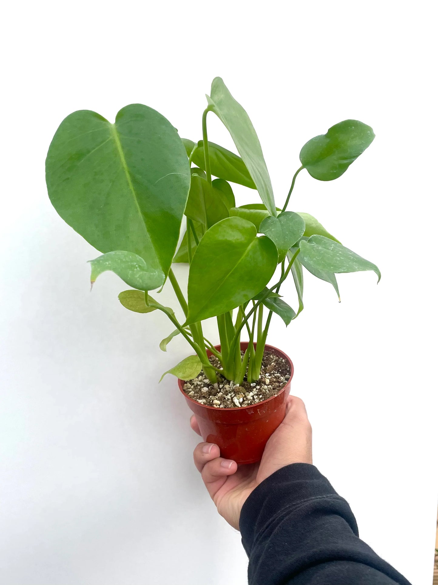 Monstera Deliciosa House Plant