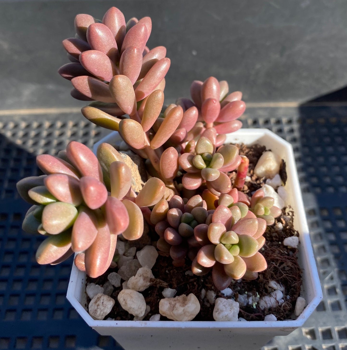 Sedum White Stonecrop
