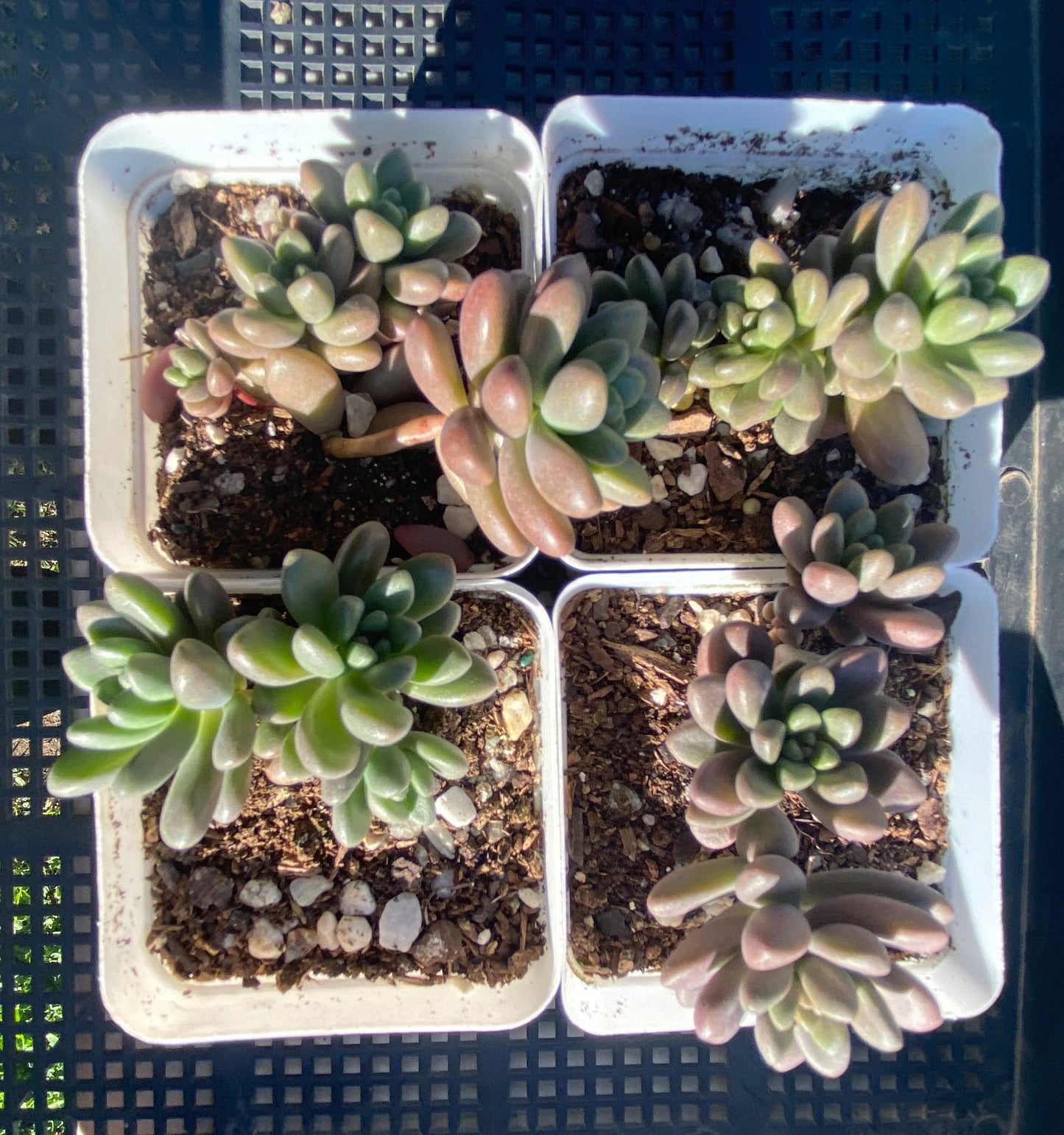 Sedum White Stonecrop