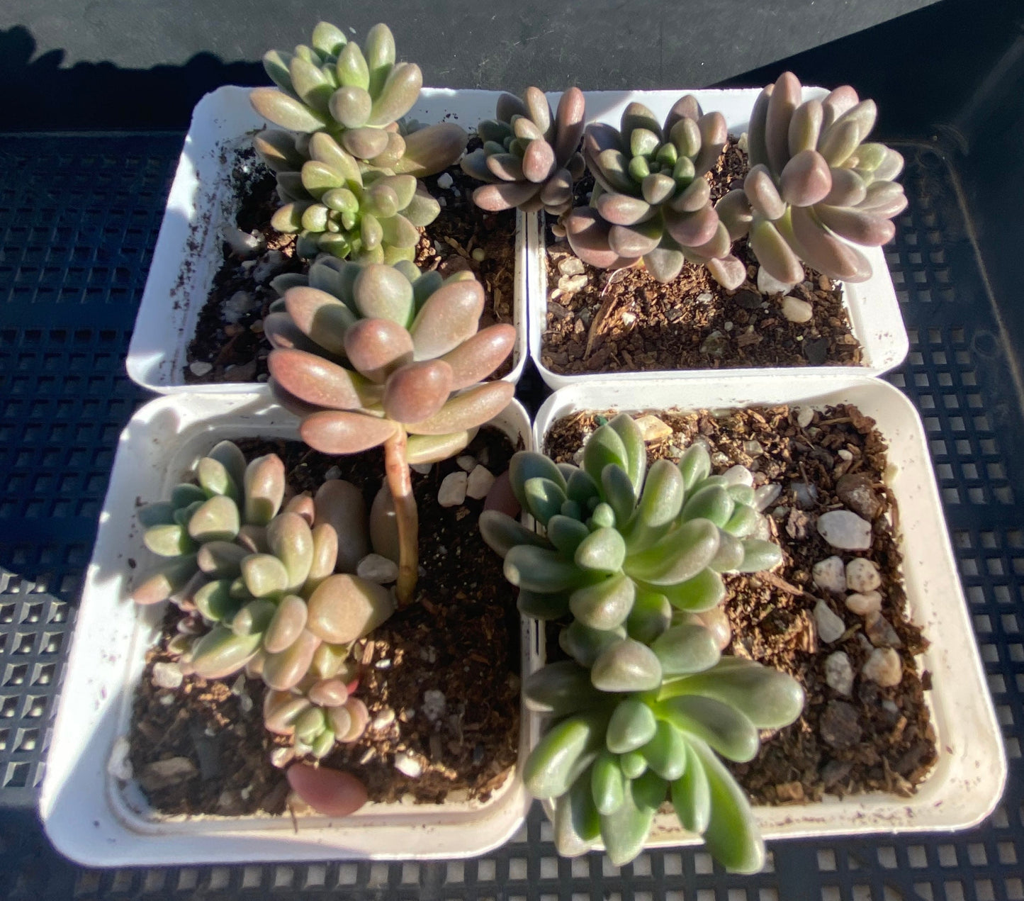 Sedum White Stonecrop