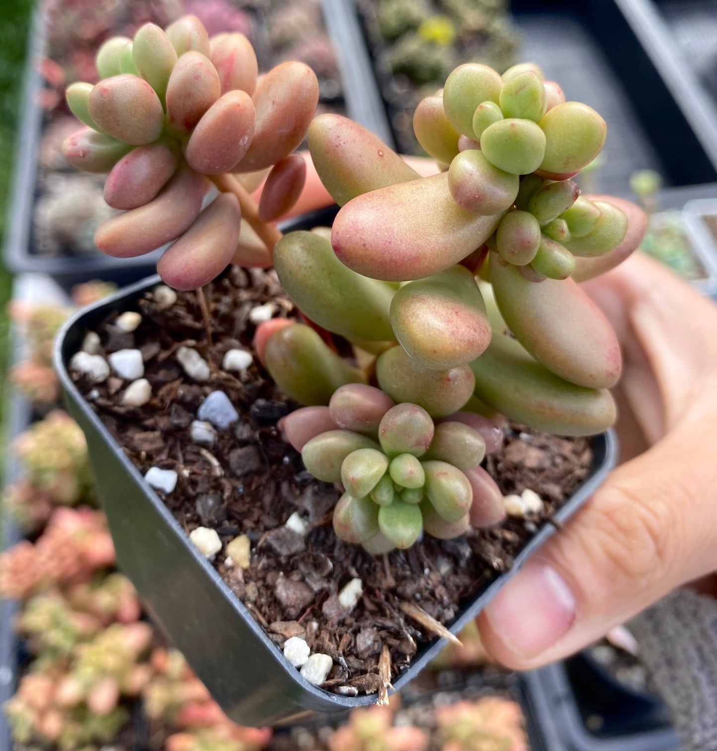 Sedum White Stonecrop