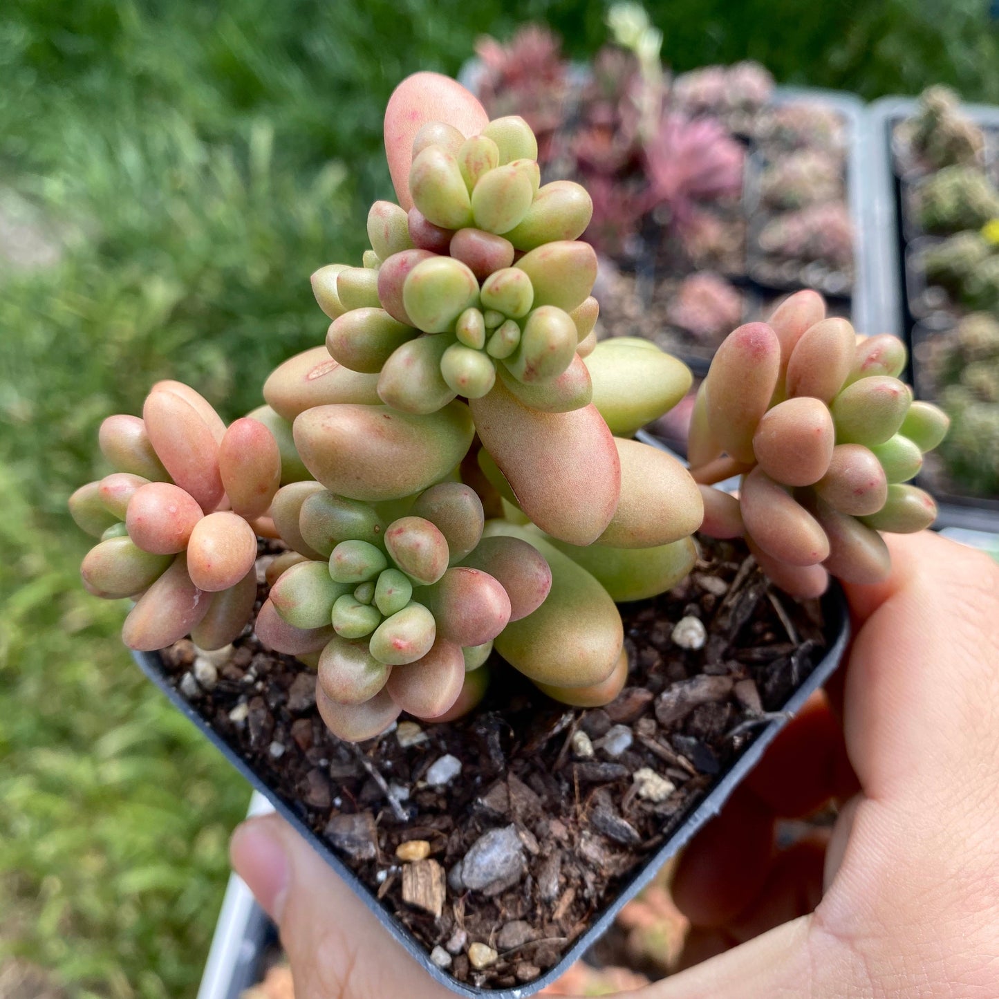 Sedum White Stonecrop