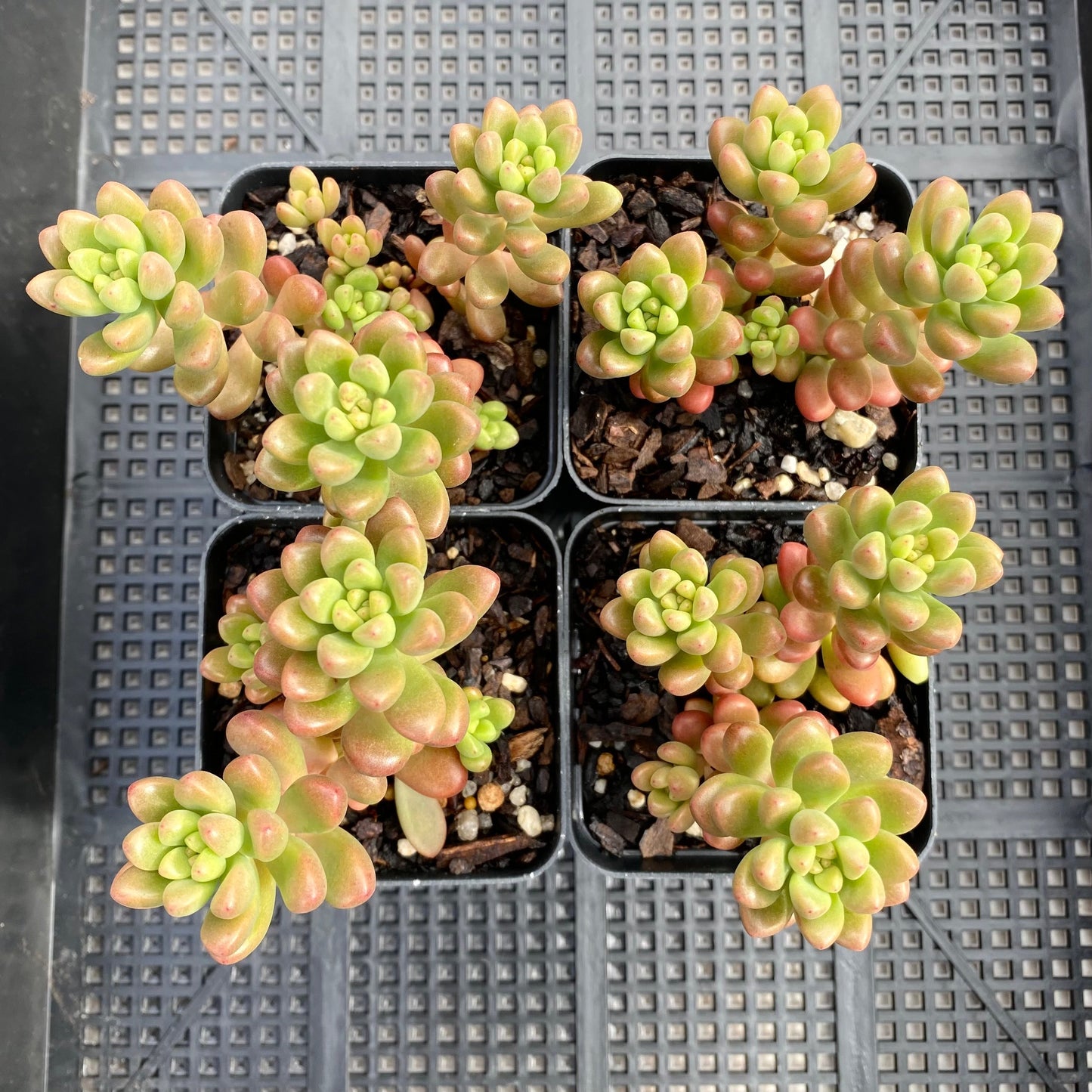 Sedum White Stonecrop