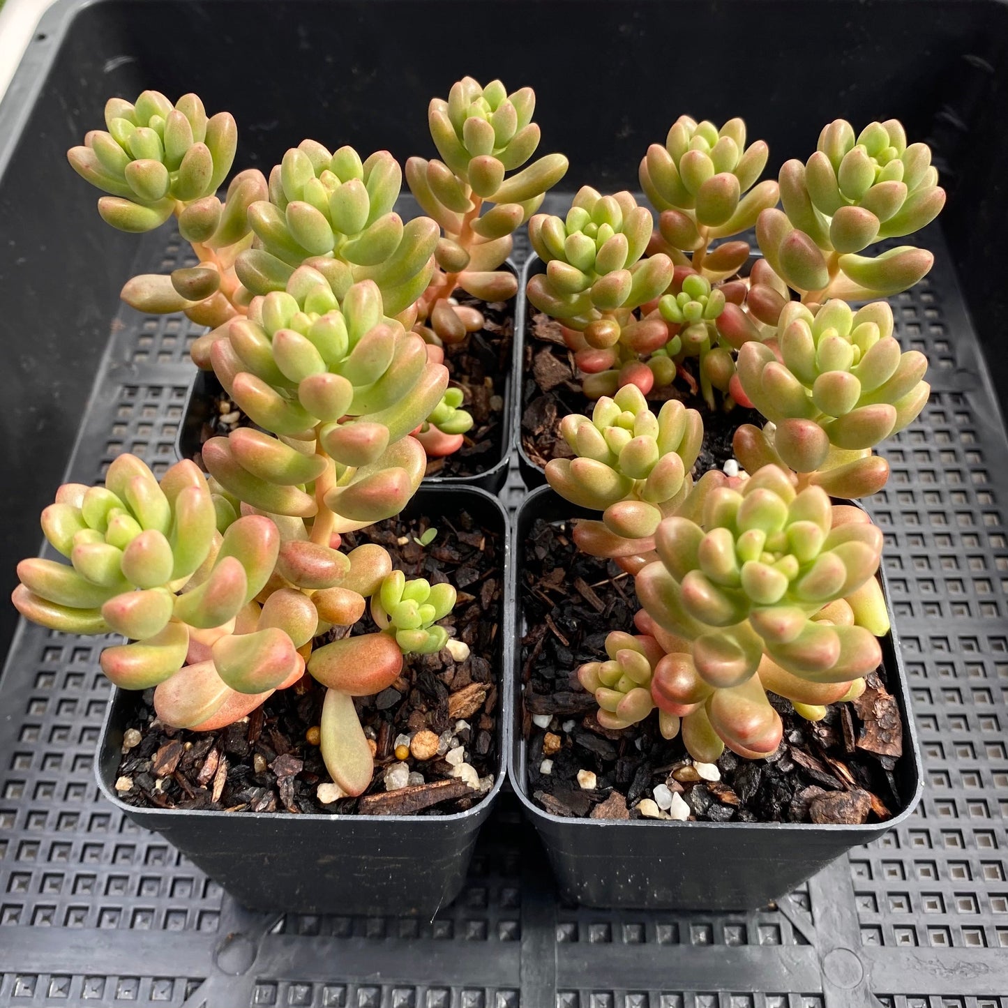 Sedum White Stonecrop