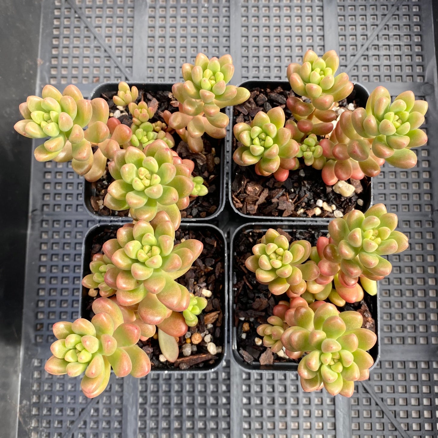Sedum White Stonecrop