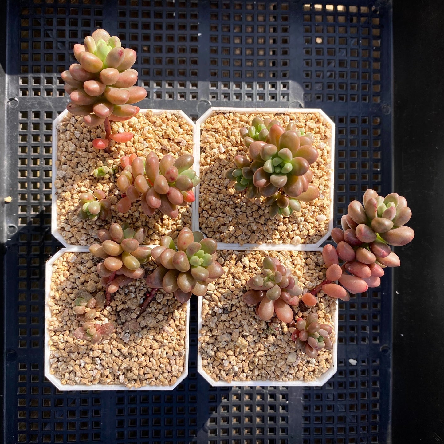 Sedum White Stonecrop