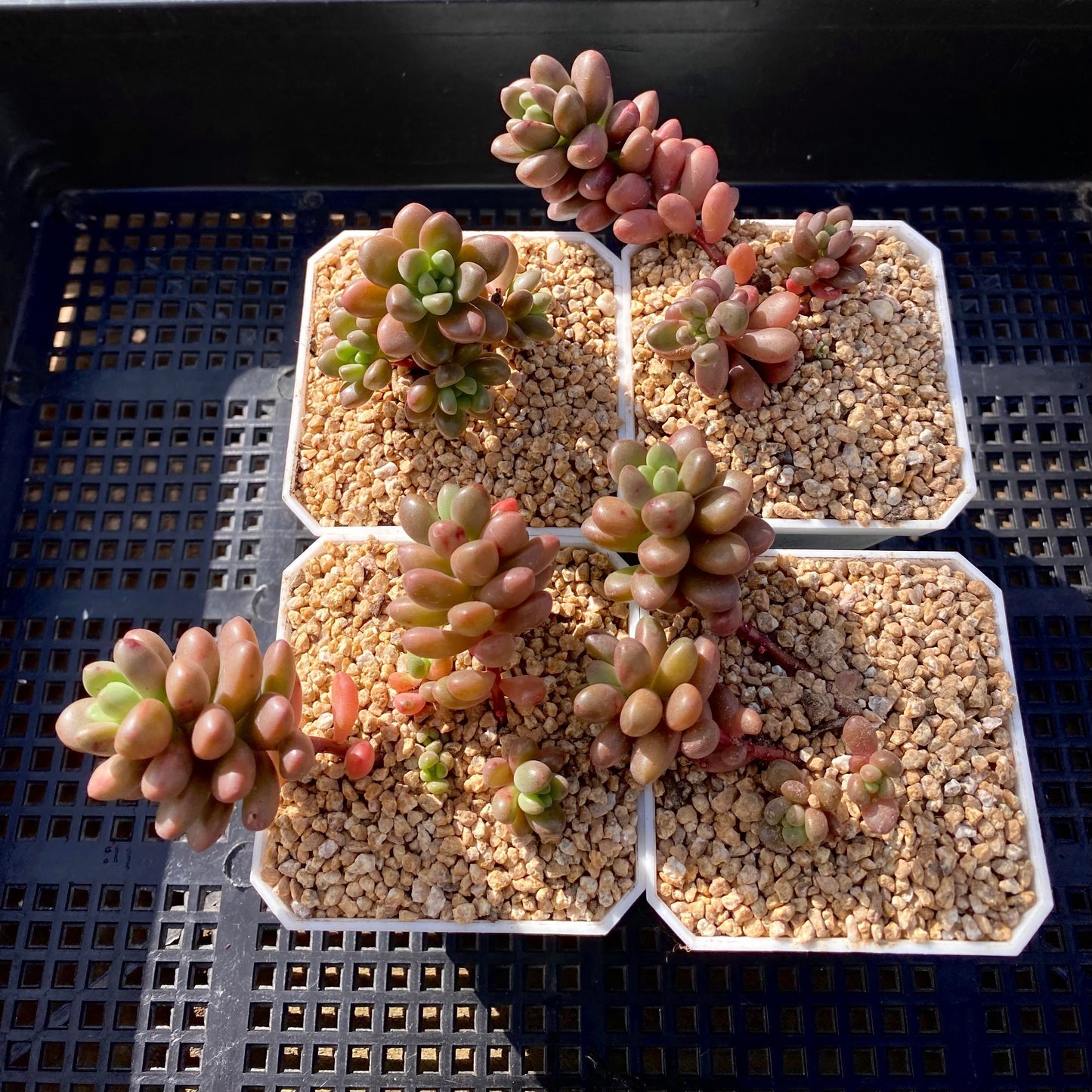 Sedum White Stonecrop