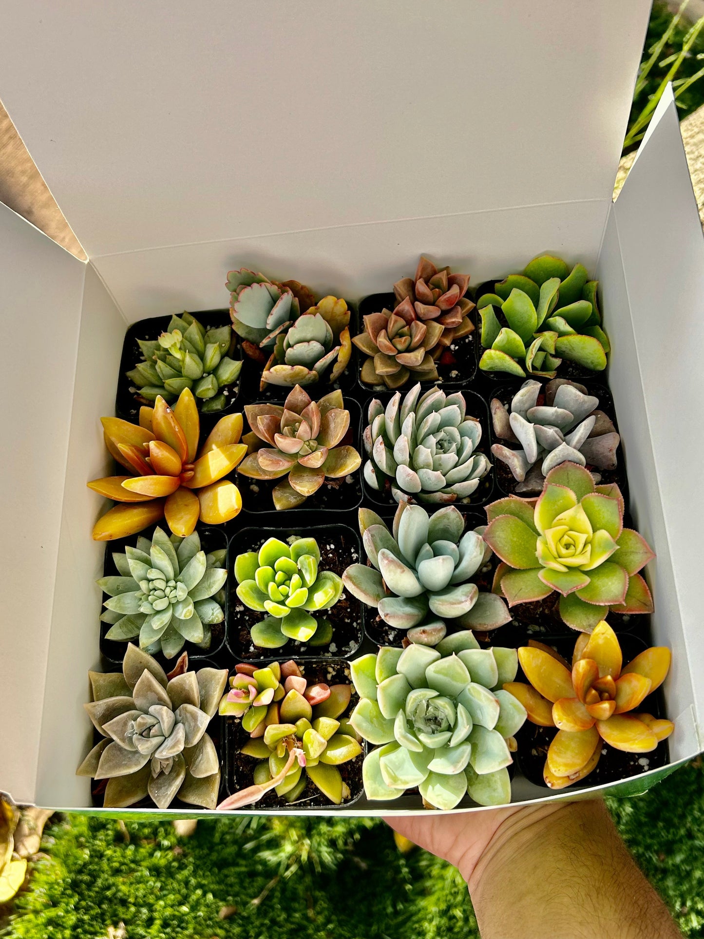 Succulent Gift Box - 16 Succulents Variety Pack