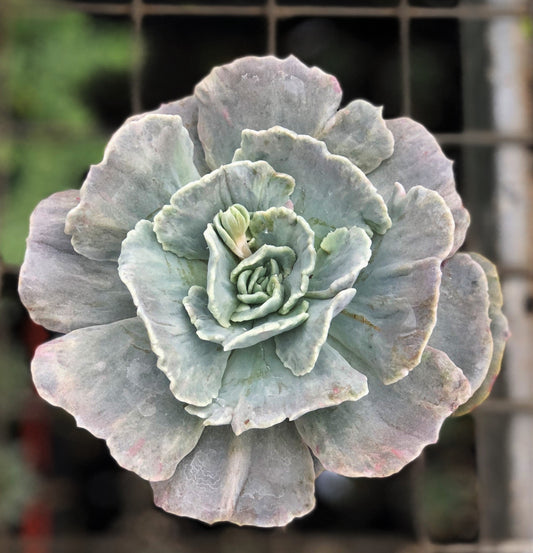 Echeveria lilacina monstrose