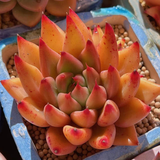 Echeveria Psyche S