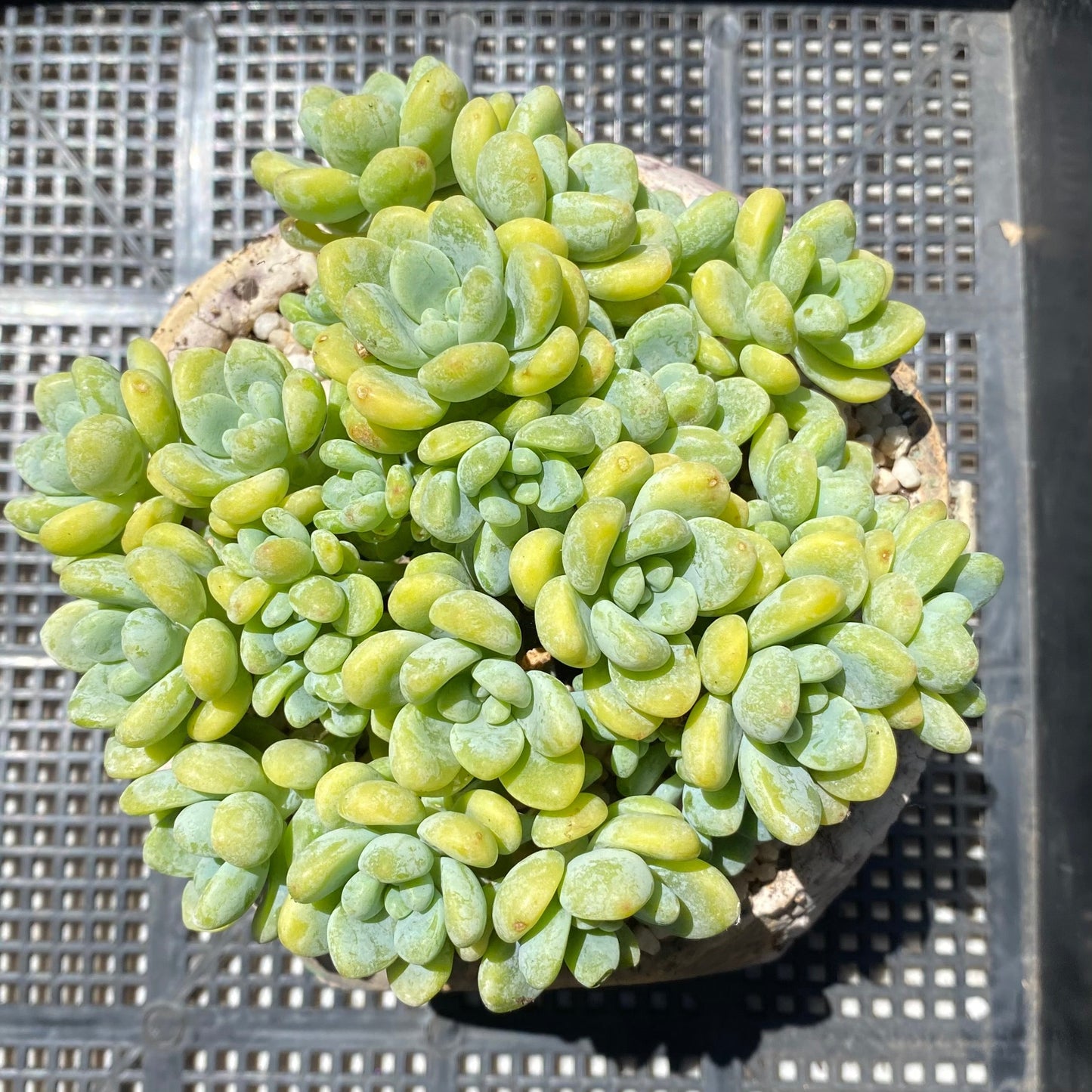Sedum Clavatum